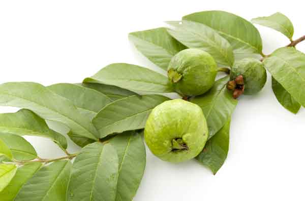 Guava Extract-ugcpharma